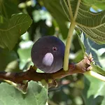 Banyuls בית נופש