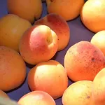 Banyuls בית נופש