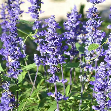 Banyuls Latour-Bas-Elne