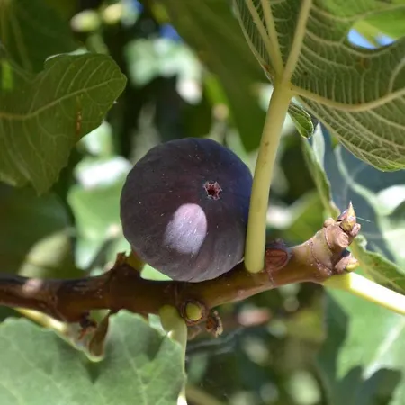 Banyuls בית נופש