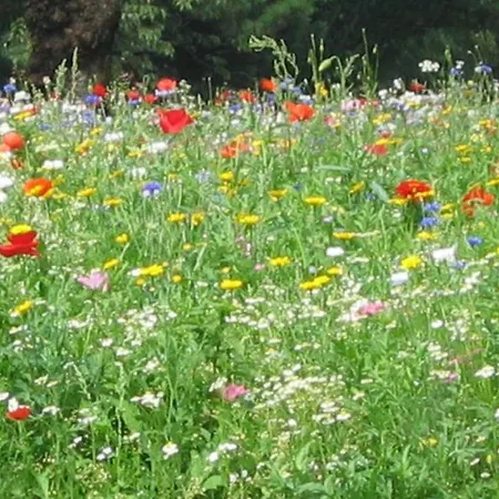 Banyuls Latour-Bas-Elne