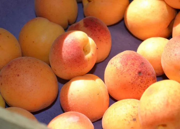 Banyuls Casa de Férias